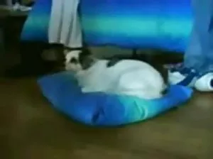 Juicy ass Sophia let the dick