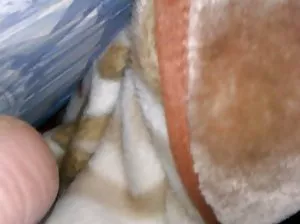 Erotic solo sexy girl under the shower